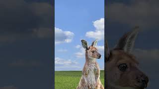 kangaroo house ADMtv #short #animation #trending