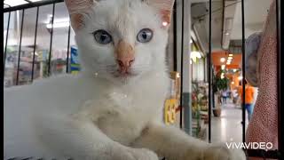 The shop owner keeps all 10 street cats inside a cage, welcome to adopt and donate food....