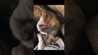 Mother Monkey Feeding her Baby #animals #monkey #wildlife #ytshorts