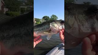 Nice fish on the crank bait! #shorts #fishing #bass #fish #shortsfeed