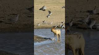 Wild Jackal Crashes Bird Party at Watering Hole