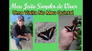 Uma Visita No meu Quintal -  Parte 1 - A Dona Borboleta