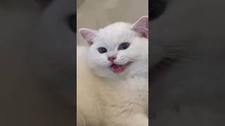 🐱 Funny cat videos | cute cats | Try not to laugh | Cat videos Compilation #shorts  🐈