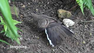 Juvenile Zebra Dove:  feeding and comfort behaviour