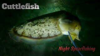 Night Spearfishing. Panen Banyak malam ini