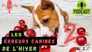 Protégez Votre Chien en hiver avec ces conseils essentiels!