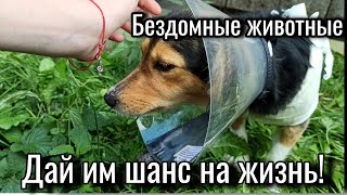 ПРОБЛЕМА БЕЗДОМНЫХ ЖИВОТНЫХ/ ПУТИ РЕШЕНИЯ/ОПЫТ РАЗНЫХ СТРАН💜🐩