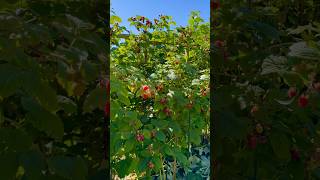 Raspberries #garden #raspberry #foodforest #gardening #harvest #summergarden