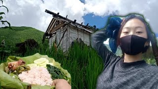 Harvesting Organic vegetables & Cooking| lito yepthomi