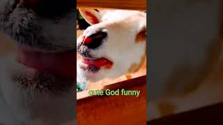 funny video viral 🤩🤩🤩🤩🤩🤩 video is