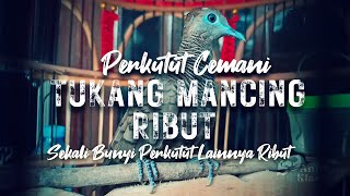 Perkutut Cemani Suka Mancing Ribut Temannya | Pancingan Perkutut Lokal Malas Bunyi