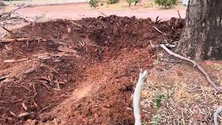 VOLVO Excavator removing monster tree