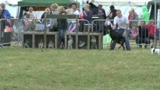 Funny Doberman Winning The Jack Russell Terrier Racing Epic