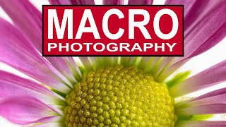 MACRO PHOTOGRAPHY FOR BEGINNERS ON A BUDGET - How to take amazing close up macro photos.