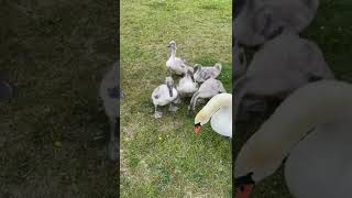 Feeding the baby birds #shorts #birds #swan