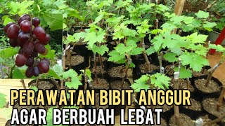 CARA SAMBUNG DAN PERAWATAN BIBIT ANGGUR AGAR BERBUAH LEBAT