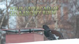 Capercaillie on a Snowy Roof - Grand Tétras sur un Toit Neigeux