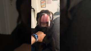 Funny dog video! Trending Voiceover #labrador #funnydogs #dogshorts #doglife #trendingshorts