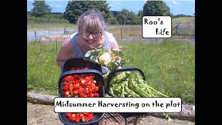 HARVEST TIME Midsummer harvesting on the plot.