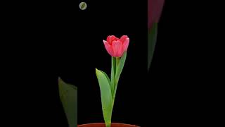 🌷 Tulip flower opening - time lapse with rotation