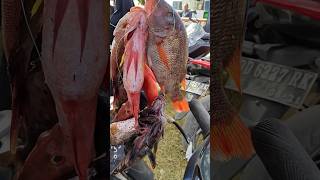 Ikan Kerapunya Hasil Mancing Nelayan #shortvideo #shortsvideo