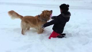 Golden Retriever winter fun