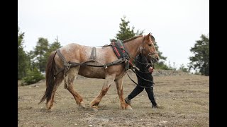 49 български работни тежковозни коне на състезание в Костандово 49 Bulgarian working heavy horses