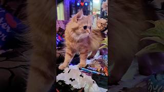 Mera Chand Ku Tukra #cat #mia #ytshorts #ytviral #catlover