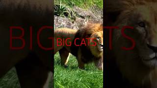 Just Showed Up #lion #animals; Part 2