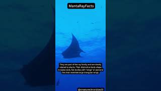 Manta Ray Facts! #animals #facts #manta #shortsfeed #shorts