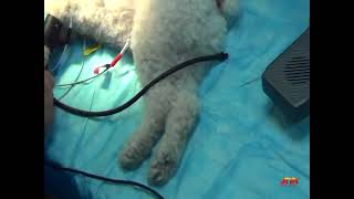 Veterinary doppler blood pressure