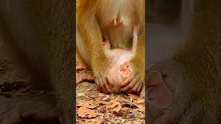 Normal life of new born baby #youtubeshorts #shortvideo #animals #animal #nature #monkey