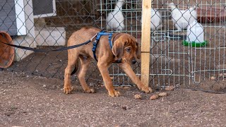 Living with a Rhodesian Ridgeback in an Apartment