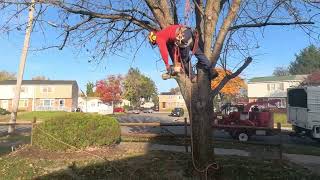 TREE TRIMMING