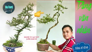 Thay chậu cây LINH SAM 86 Bonsai Văn Nhân | Repotting a Bonsai Tree | Ba Ford