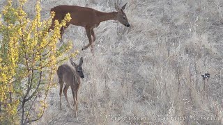 Caprioli alla sera - Roe deer in the evening (Capreolus capreolus)