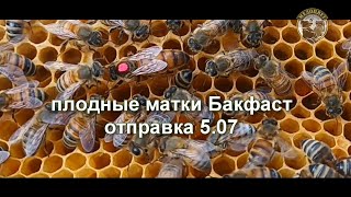 внеплановая отправка плодных маток Бакфаст 5.07 Окно возможности