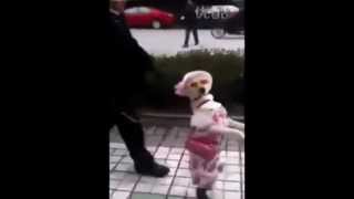 Dog dressed as old lady walks on hind legs with owner