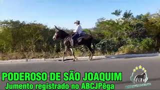 PODEROSO DE SÃO JOAQUIM#mangalargamachador/#mangalargadobrasil/#mangalargadeelite/#viral_video