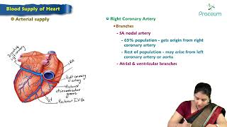 11. Blood Supply of Heart : Anatomy of Thorax : MBBS Lecture