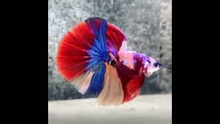 BETTA HALFMOON MULTY COLOURS #shorts