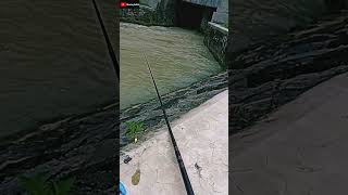 mancing nila di saluran irigasi umpan lumut #jogjaistimewa #microfishing #mancingdisungai