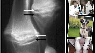 HYPERTROPHIC OSTEODYSTROPHY in Dogs (HOD)