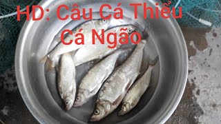 Cách câu cá ngão cá thiểu đơn giản | Docautienduyen