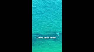 Moradora se encanta com a presença de golfinhos no Rio Vermelho