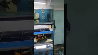 fishroom updates #aquarium #fishroom #bettafish