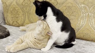 Cat Lovingly Grooms Another Cat