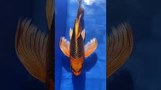 How about this phoenix? Domineering enough? #aquarium #ornamental fish #Fire Phoenix Koi Kuaishou