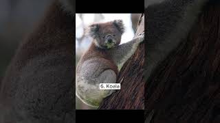 Top 10 Most  Cute Animals IN The World  #top #viral#shortsviral #shorts