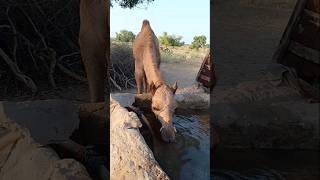 الجمل يشرب الماء من بئر في الصحراء #ytshorts #camelinthedesert #drinkingwater #petanimals #shorts